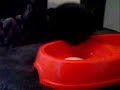 Kitten Diaries: Sooty is finally drinking milk!!!! Kitten Diaries: Sooty is finally drinking milk!!!!
