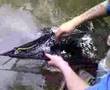 Carp Catcher Part 3