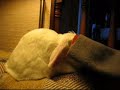 Bunny hide and seek Bunny hide and seek