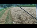 1966 Gleaner E and nice oats 1966 Gleaner E and nice oats