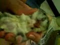 Cute hamster munching dog food