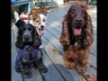 English Cocker Spaniel