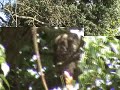 Tawny owl roosting