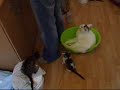 Oh how they like to eat!! Oh how they like to eat!!