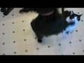 Affenpinscher