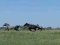 Horses Horses