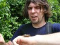 CLO TV - Episode 2 - Cicada Invasion