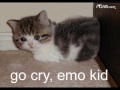 super funny cats 5