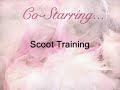 Training my dogs