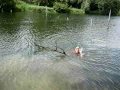 videos de George Farmer finds massive wood!