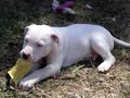 Pit Bull Youth