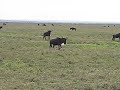 Pregnant Zebra on Migration