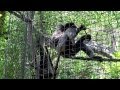 Bornean Grey Gibbon (Hylobates muelleri) - 01