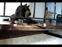 Binga Playing