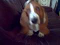 PUPPY BASSET HOUND BLAIR BOW WOW !! From JAPAN