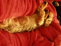 sleepy \