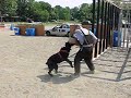 1.5yo Bouvier B!tch Anoeska bitework