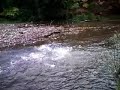 Salmon running upstream in a small creek