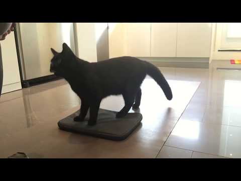 Cat Tricks: Clicker train your cat to go to their bed, or a mat.