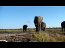 Africa 2008 - this is how close i got to a wild elephant