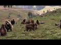 BalazsBuzas_geladas_Simien_NP_20081012d.MP4
