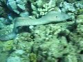 white-mouth swimming