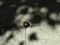 The Sad Story of a Plum