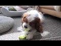 Click here to watch this video ワイルドにキャベツを食べるキャバリア