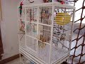 JoJo and Chickie caiques bird room tour