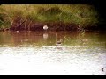 green sandpipers Colyford Common LNR green sandpipers Colyford Common LNR