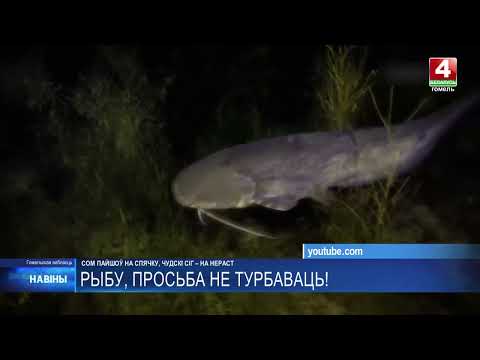 Сом впадает в спячку, а чудской сиг - на нерест. В Беларуси с 1 ноября вводится запрет на лов этих видов рыб видео