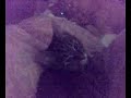 Catfight