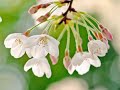 A Blossom Fell