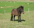 j.wallentin`s iceland 08
