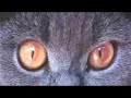 Katz by Austin Lace