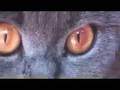 Katz by Austin Lace