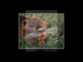 La Nutria