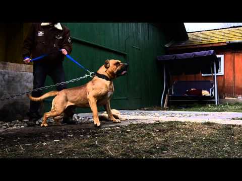 presa canario