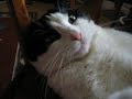 Playful Spinita (playful cat)