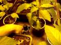 Urban Garden update #4 (Hydroponic Pepper table)