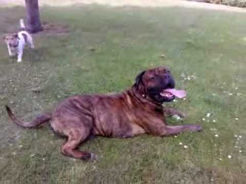 bandog