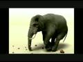 Elephant Jokes - NCCA 2nd Year Animation
