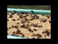 Видео - Поилка для пчел домашняя пасека