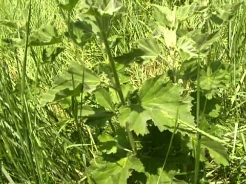 how to harvest marshmallow root