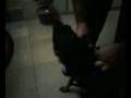 videos de bathlola cane imbecille.3gp