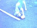 Pulga - O cão chupando manga!!! Pulga - O cão chupando manga!!!