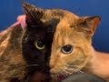 Chimera Cats and Your Mom