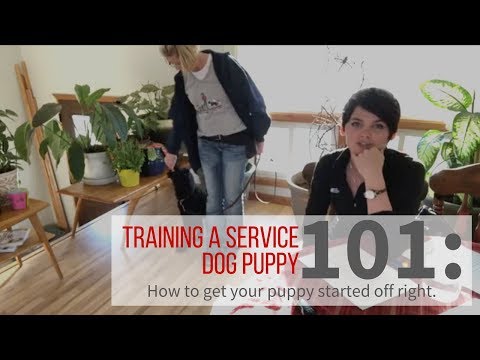 video-linktoworks-How to train your service dog puppy.
