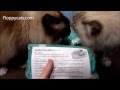Ragdoll Cats Receive Breathe Free Litter Box Mate - ねこ - ラグドール - Floppycats