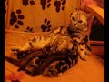 British Shorthair Silver Tabby Kitten British Shorthair Silver Tabby Kitten